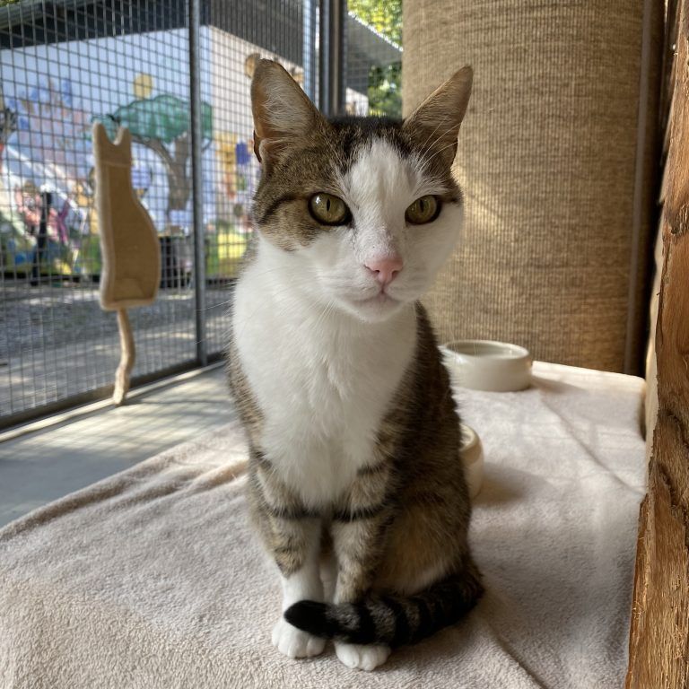 Kater Pinki genießt ungeteilte Aufmerksamkeit. <span class="copyright">Tierschutzheim</span>