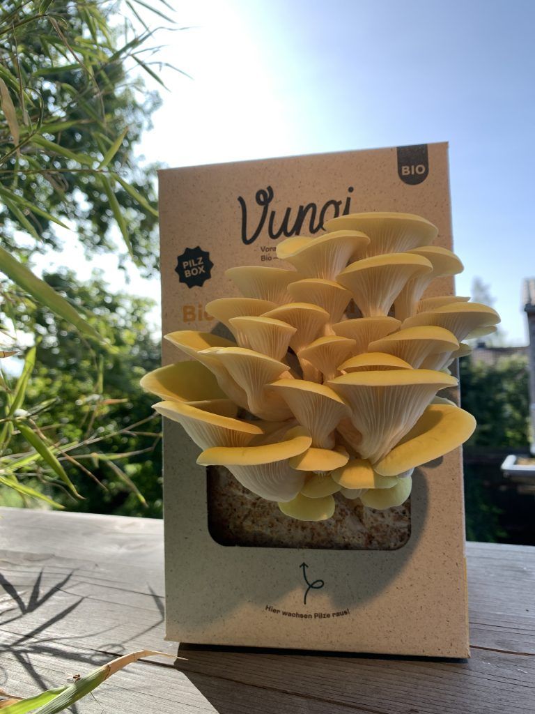 Es gibt derzeit zwei Pilzzuchtsets. Aus der Pilzbox wachsen Limonenseitlinge.<span class="copyright">Vungi</span>