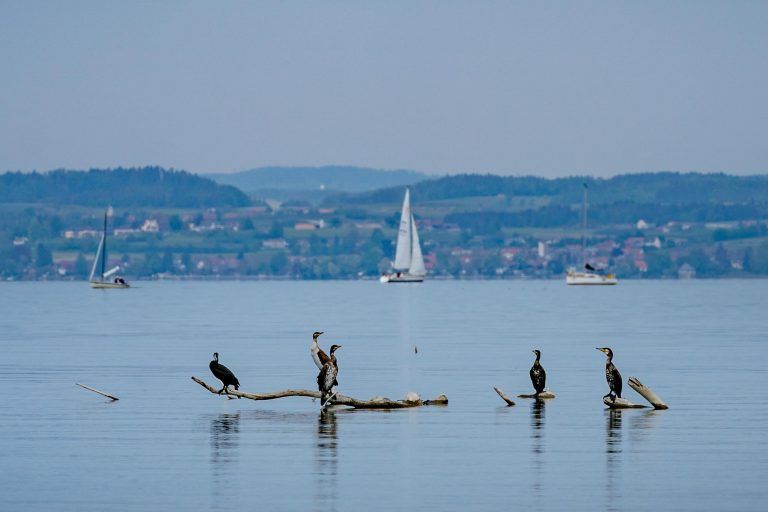Kormorane am Rheinspitz in Gaißau.    <span class="copyright">Dietmar Stiplovsek</span>