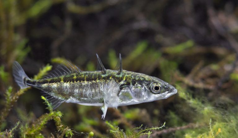 Der Stichling ist für Felchen Nahrungskonkurrent und Räuber. <span class="copyright">Shutterstock</span>