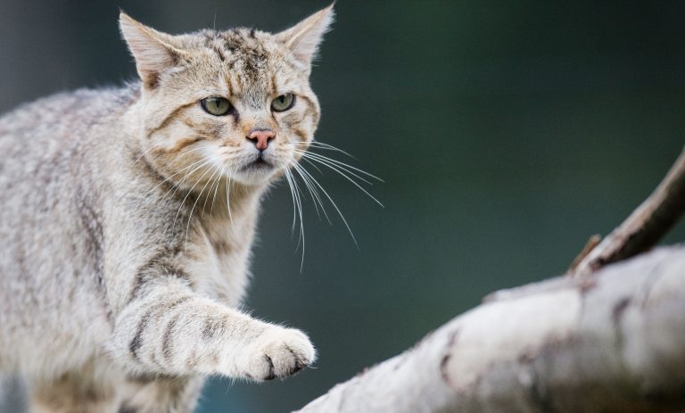 <span class="copyright">Symbolbild/APA/dpa/Julian Stratenschulte</span>