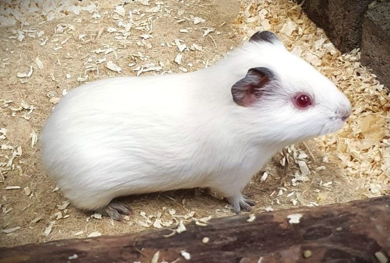 Das Meerschweinchen-Trio sucht ein Heim. <span class="copyright">Tierschutzheim</span>