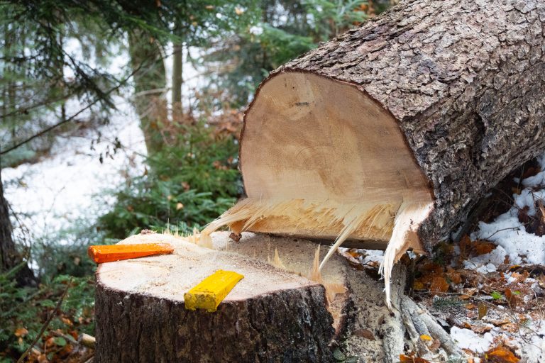 Ein gerade gefällter Baum.<span class="copyright">hartinger</span>