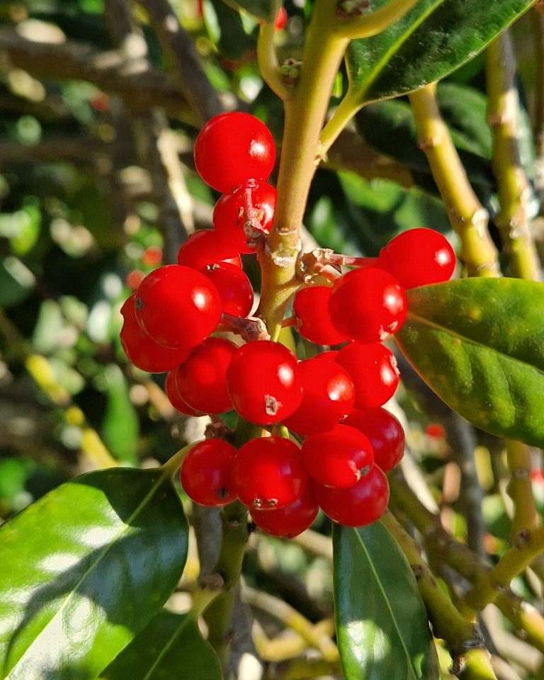 Die Beeren der Stechpalme sind giftig. <span class="copyright">Vylet</span>