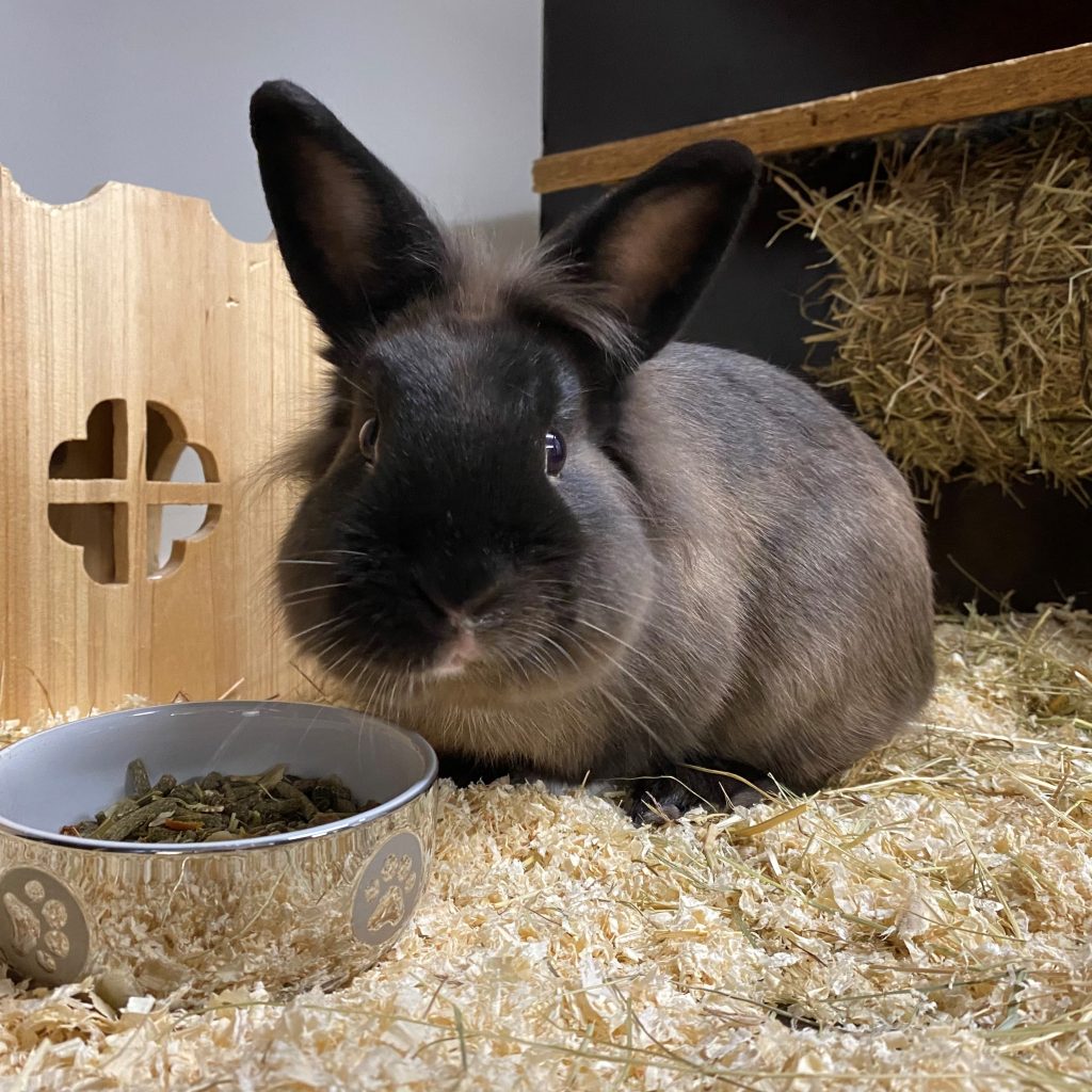 Tipps für Tierliebhaber