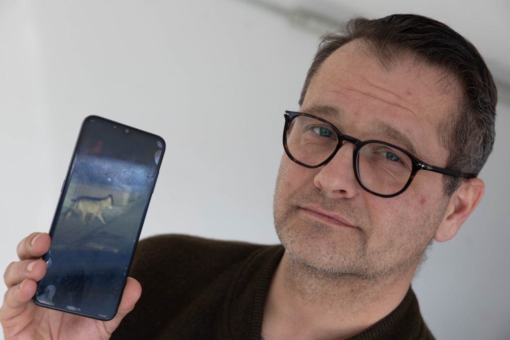 Wolf in Bludenz: Warum der Abschussbescheid nun aufgehoben wurde