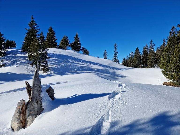Tierspuren im Schnee bei Flua. <span class="copyright">Vylet</span>