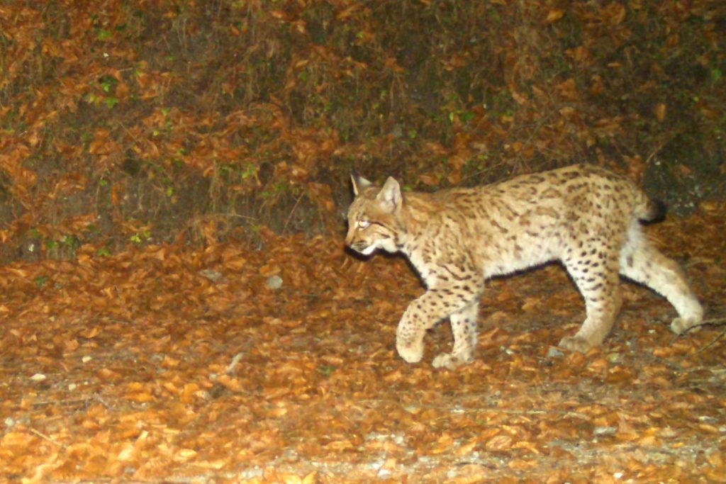 Luchs und Wildkatze sind zurück in Vorarlberg