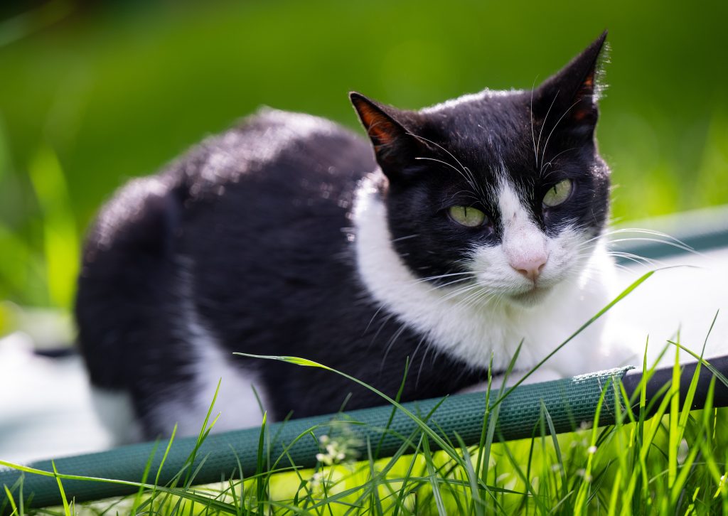 Prozess um erschossene Katze: Jäger freigesprochen 