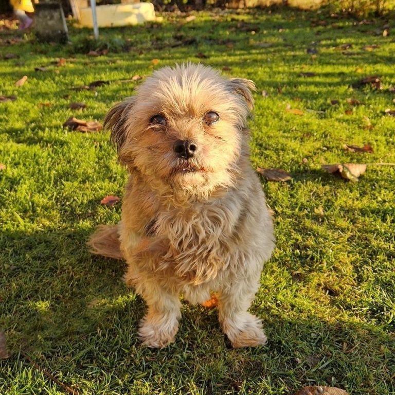 Betty sucht ein liebevolles Zuhause. <span class="copyright">Tierheim</span>
