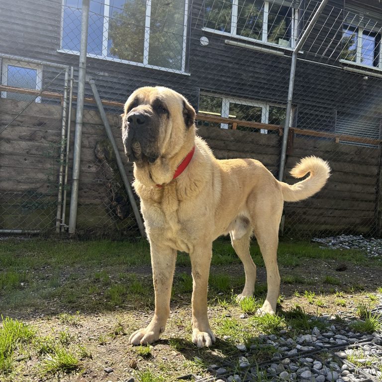 Lernwilliger Kangal-Rüde sucht ein Zuhause zum Wohlfühlen. <span class="copyright">Tierheim</span>
