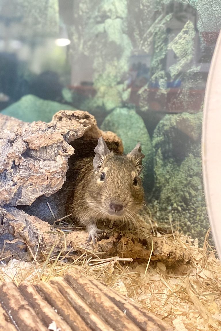 Aktive Senior-Degus suchen ein gemeinsames Abenteuer. <span class="copyright">Tierheim</span>