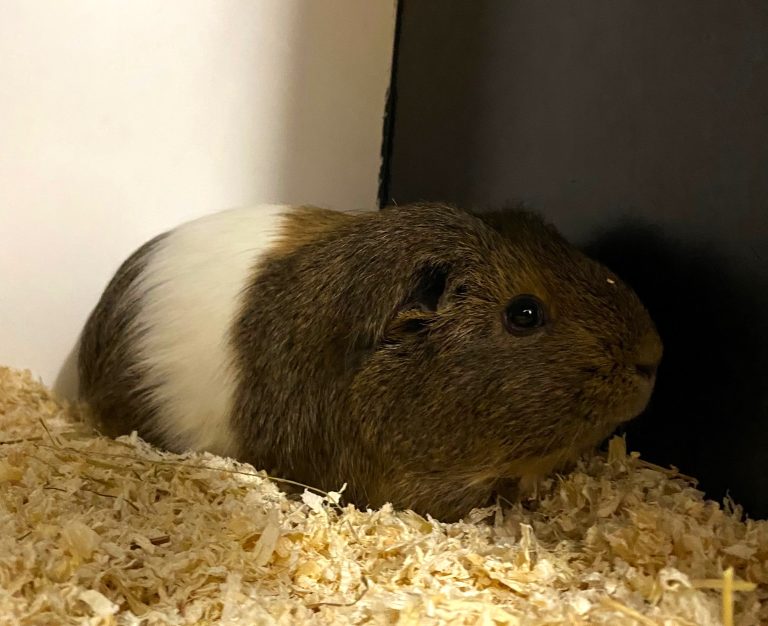 Das niedliche, kastrierte Meerschweinchen, bereit für ein glückliches Leben mit einem Artgenossen. <span class="copyright">Tierheim</span>