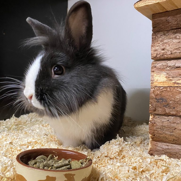 Kaninchen sind gerne paarweise in einem geeigneten Zuhause. <span class="copyright">Tierheim</span>