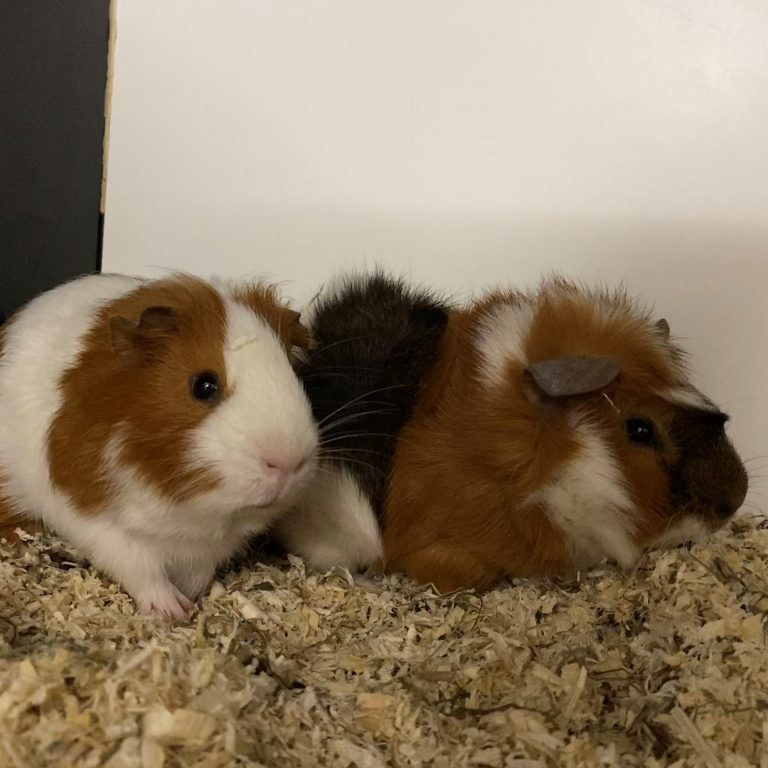 Die knuffigen Meerschweinchen möchten zu zweit vermittelt werden. <span class="copyright">Tierheim</span>