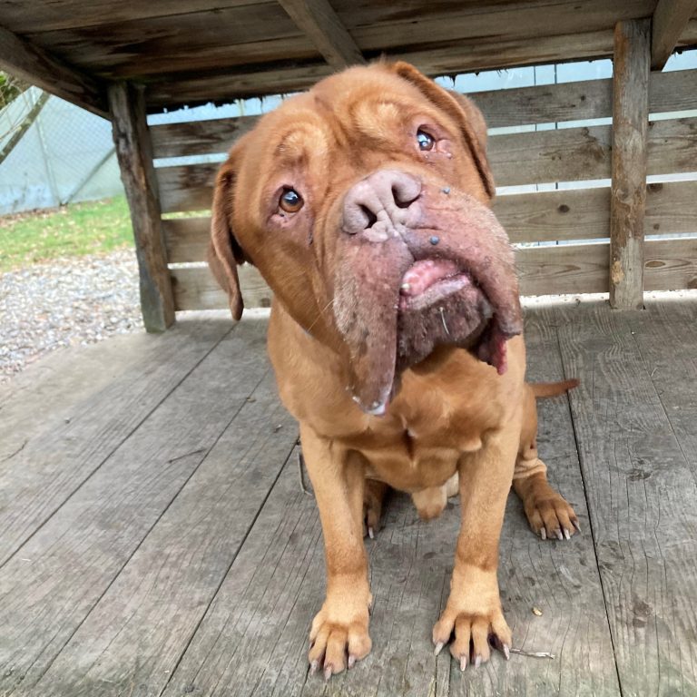Giotto ist ein liebenswerter und kräftiger Bordeaux Dogge. <span class="copyright">Tierheim</span>