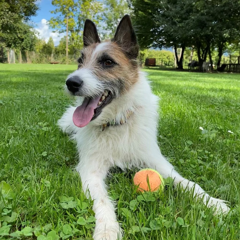 Ein Herz für Tiere