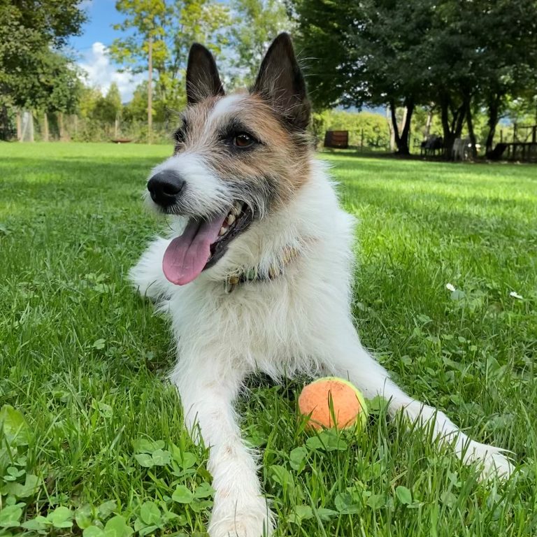 Der temperamentvolle Terrier ist jederzeit bereit für Action und Abenteuer. <span class="copyright">tierheim</span>