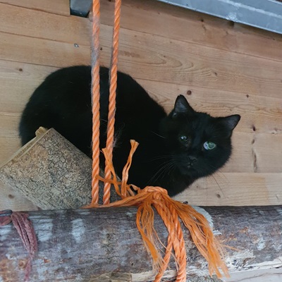 Ein schüchterner Kater auf der Suche nach einem ruhigen Heim. <span class="copyright">Tierheim</span>