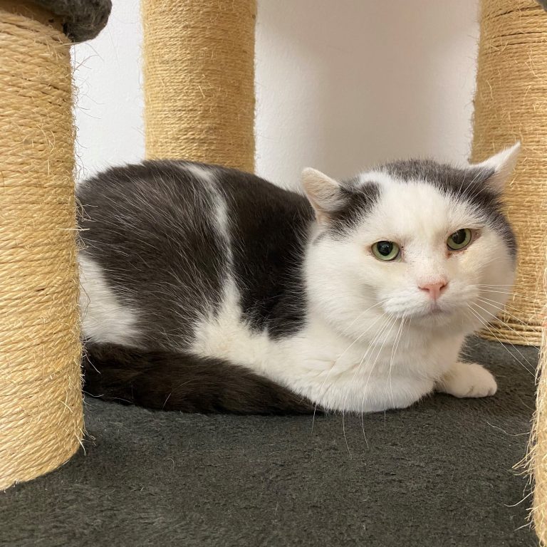 Monti sucht ein Zuhause. <span class="copyright">Tierheim</span>