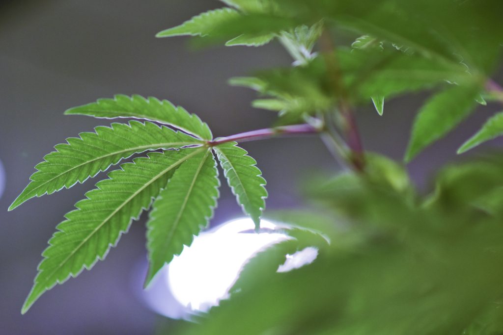 800.000 Euro teures CBD geschmuggelt