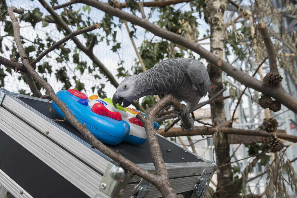Fluchenden Papageien sollen Schimpfwörter abgewöhnt werden