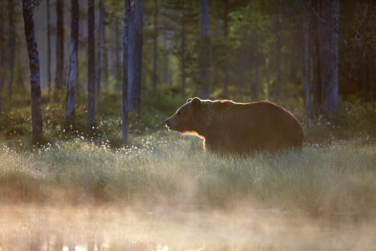 Bis zu acht Tiere pro Jahr sollen abgeschossen werden. Schon nach diesem Winterschlaf könnte es gefährlich werden für die Tiere <span class="copyright">Fotolia</span>