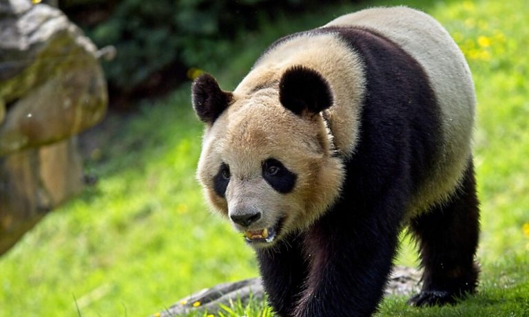 Der Panda-Bestand in der Natur hat sich erholt <span class="copyright">APA/AFP</span>