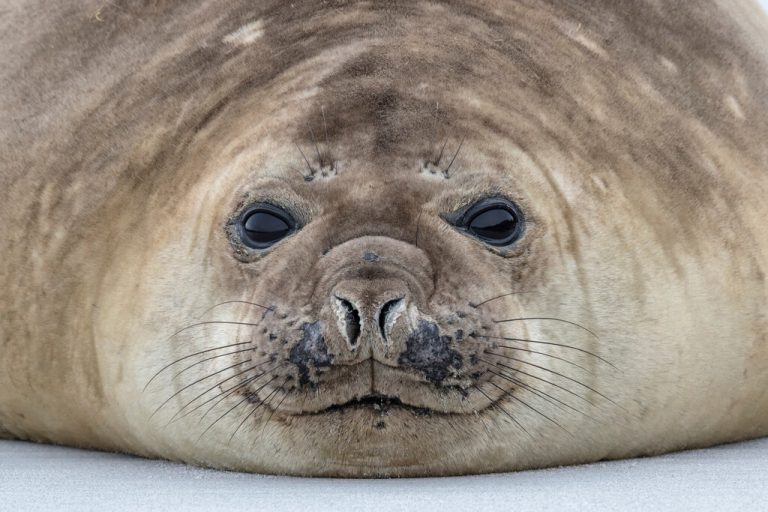 Southern Elephant Seal <span class="copyright">Osborn</span>