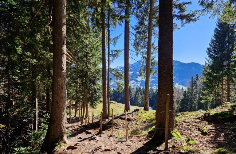 Die Aussichten bei dieser Wanderung sind wunderbar: Hier der Waldweg nach Kaltenbrunnen. <span class="copyright">Vylet</span>