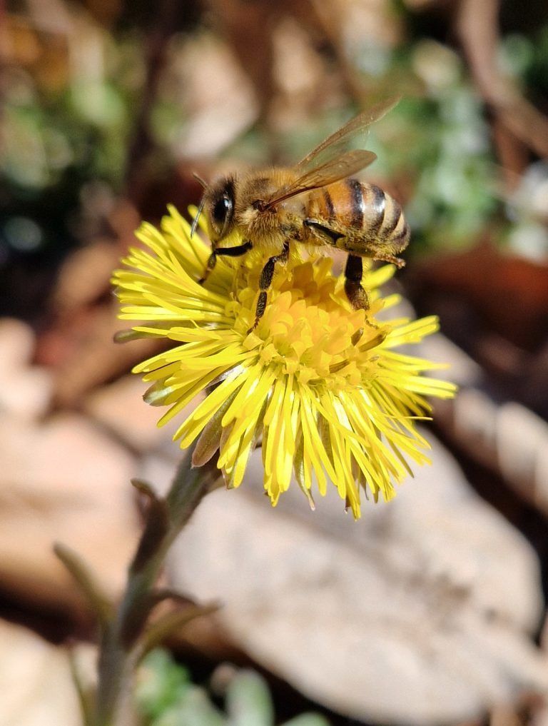 Der Huflattich ist auch für Bienen eine nützliche Pflanze. <span class="copyright">Vylet</span>