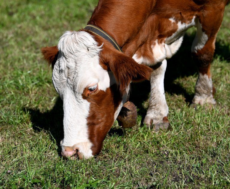 Um das Tierwohl geht es im Landwirtschaftlichen Ausschuss. <span class="copyright">APA/BARBARA GINDL</span>