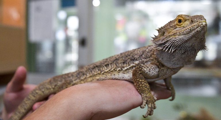 Wer Reptilien halten will, muss einen Kurs machen <span class="copyright">APA/Neubauer</span>