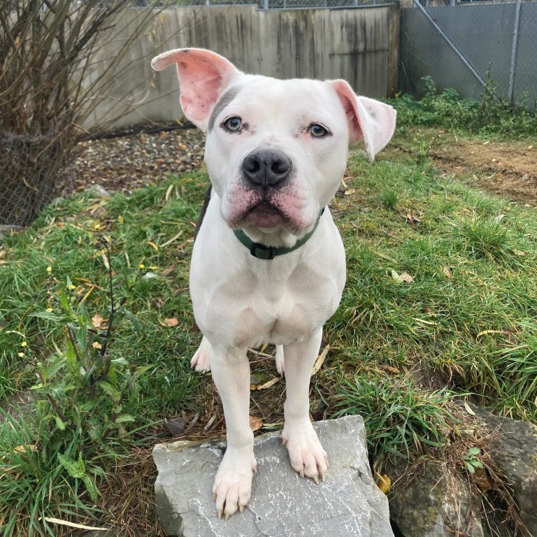 Dusty ist lernwillig und würde sich über einen Besuch in der Hundeschule, mit seinen neuen Leuten, sicher freuen. <span class="copyright">tierheim</span>