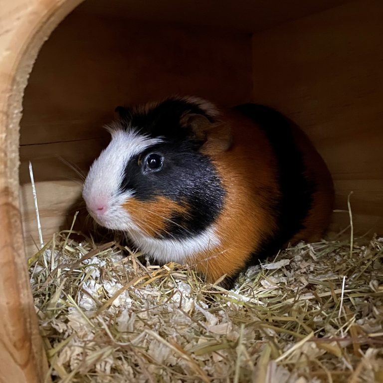 Rudi das Meerschweinchen. <span class="copyright">tierheim</span>