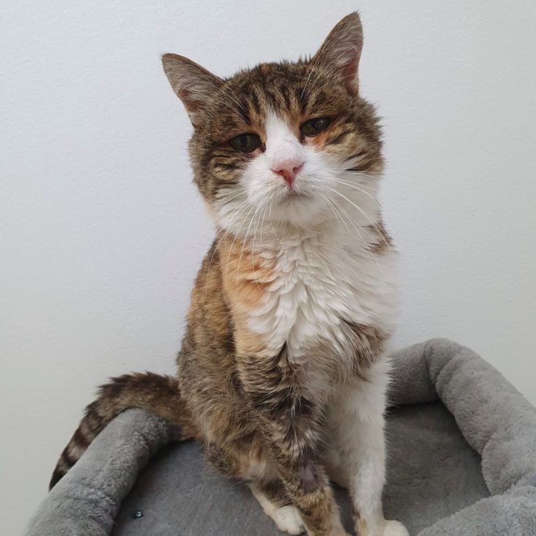 Katze Lulu sucht ein Gnadenplatz. <span class="copyright">tierheim</span>