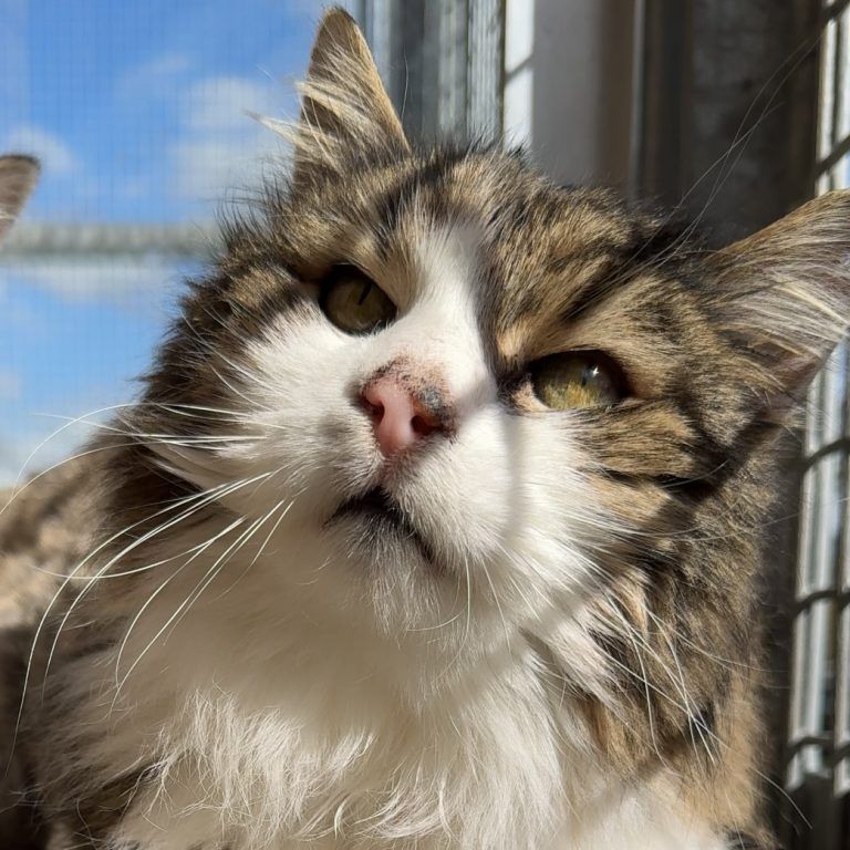 Senior Kater Herbie genießt die Sonne. <span class="copyright">tierheim</span>