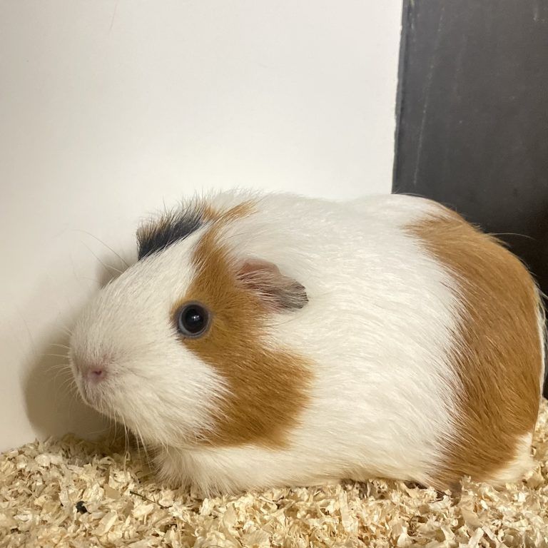 Schnuffi sucht Partner, da Meerschweinchen Rudeltiere sind, dürfen sie nicht alleine gehalten werden. <span class="copyright">tierheim</span>