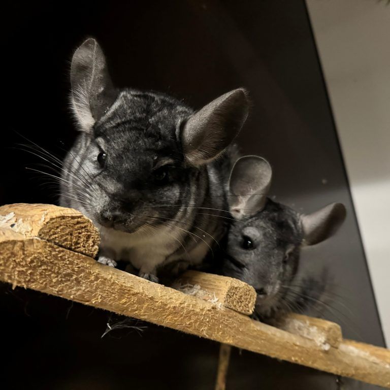 Chinchillas sind nachtaktive Nager. <span class="copyright">Tierheim</span>