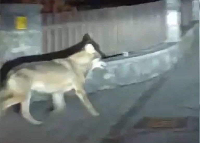 Jede Spur fehlt vom Bludenzer Wolf