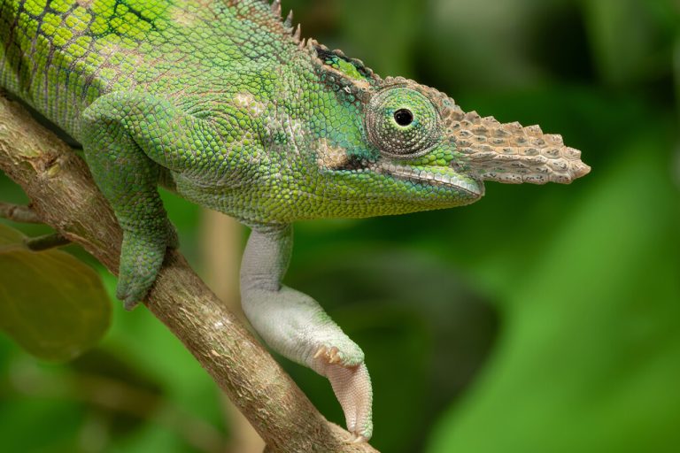 <span class="copyright">APA/ Daniel Zupanc</span>