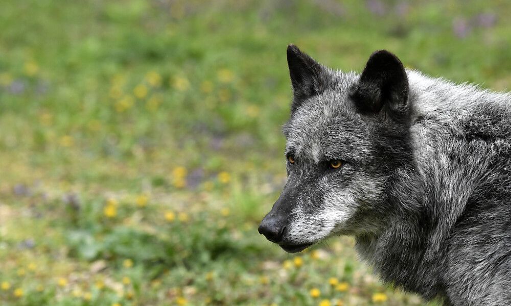 Wolf wird in Tirol zum Abschuss freigegeben