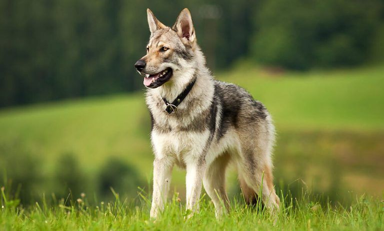 Wolfshunde sehen Wölfen zum Verwechseln ähnlich <span class="copyright">martinjan - stock.adobe.com</span>