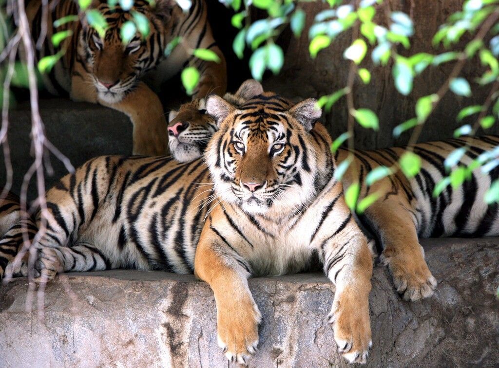 Tiger sorgte in thailändischem Dorf für Panik