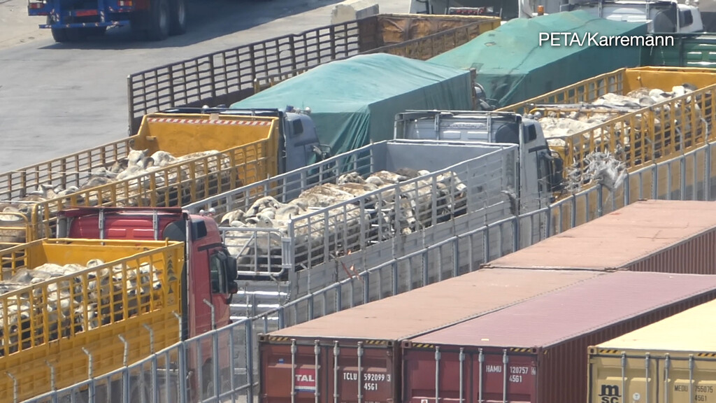 Über 16.000 Tiere sitzen auf Schiff fest