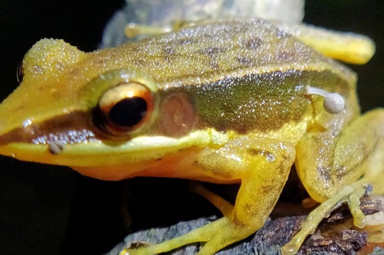 Der Frosch war mit rund 40 weiteren, anscheinend pilzfreien Artgenossen unterwegs.<br><span class="copyright">Lohit.YT/ WWf</span>