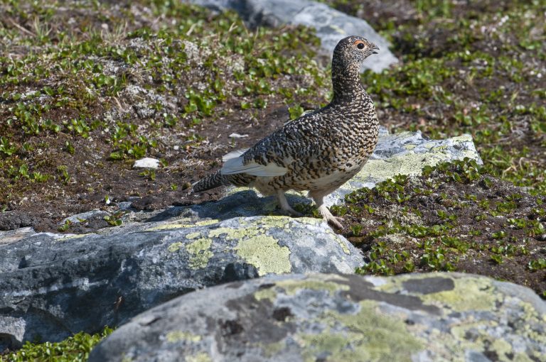 Dem Alpenschneehuhn wird es zu warm. <span class="copyright">Shutterstock</span>