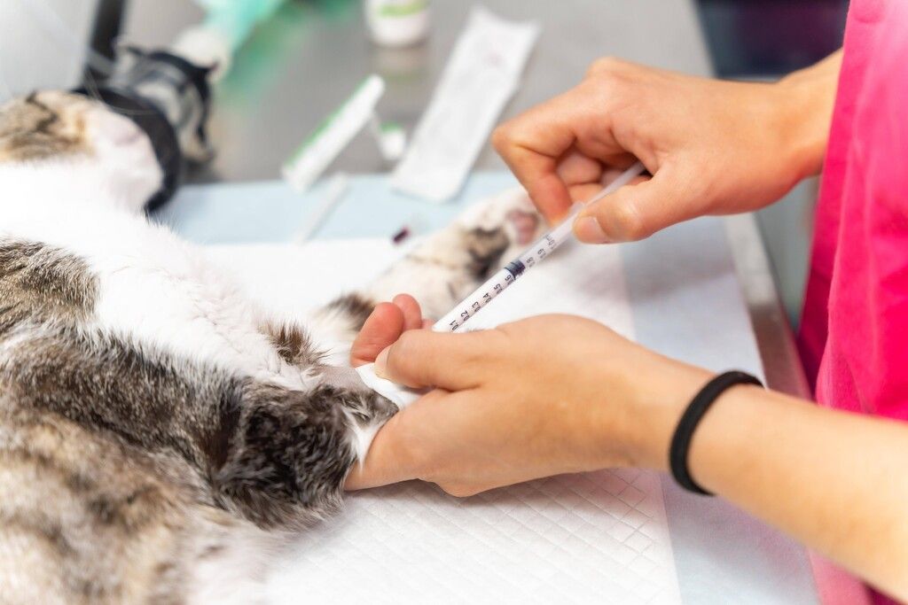Deutscher quält Katze seiner Freundin zu Tode