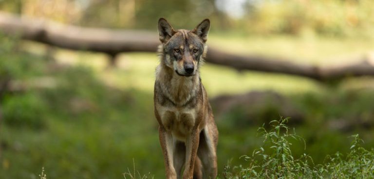 Der Wolf war viel in der Diskussion: Gernot Heigl hat dazu seine klare Meinung. <span class="copyright">Jägerschaft Vorarlberg </span>