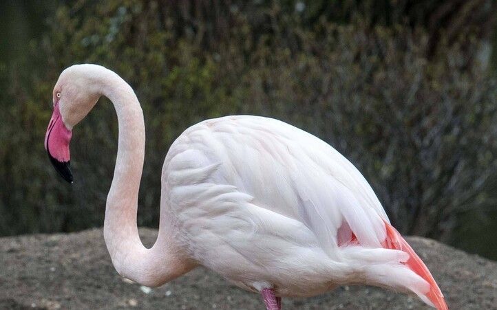 Ingo der Flamingo aus dem Berliner Zoo ist tot